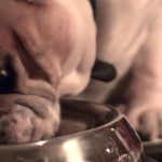 La bevanda per cani fresca e spiritosa