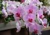 concime per orchidee