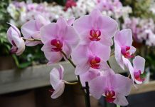 concime per orchidee