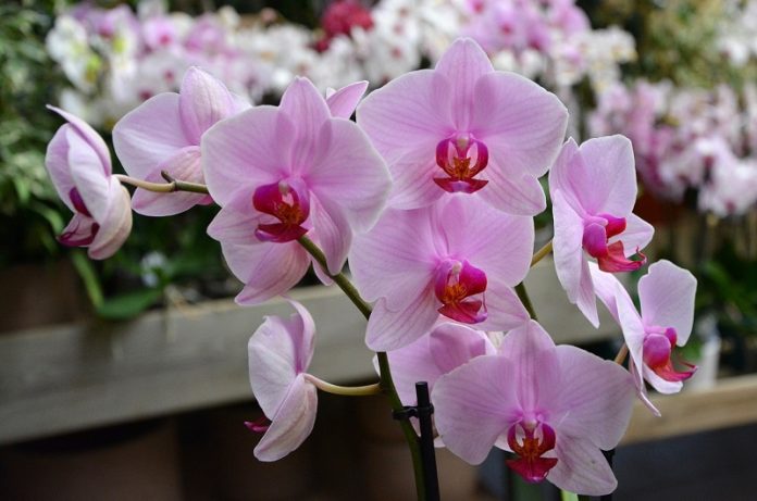 concime per orchidee