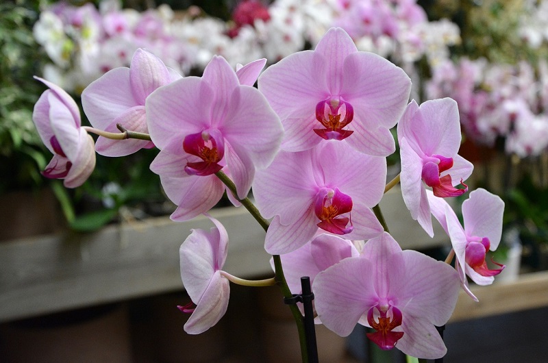 Valagro presenta il concime per orchidee