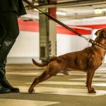 guinzaglio e collare