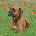 rete in plastica per prato