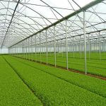 serre a navata multipla