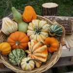 Zucche ornamentali per tutti i gusti zucche ornamentali