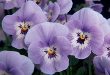 100 sfumature di viole