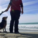 Bastone da gioco per cani agili e felici