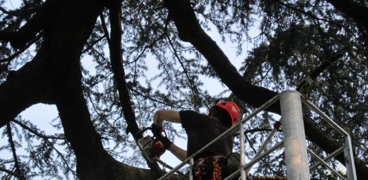 Attestato-di-idoneità-per-i-manutentori-del-verde