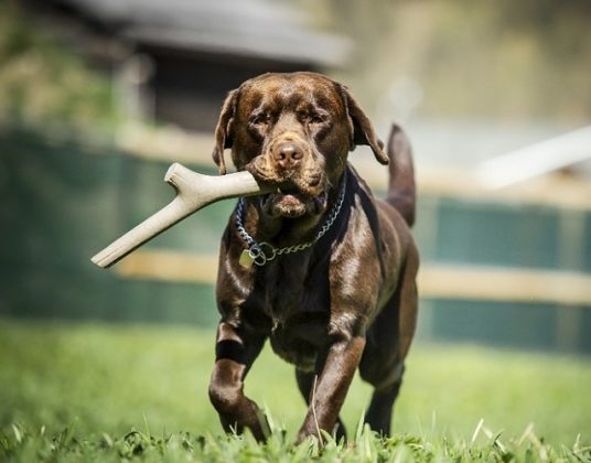 Bastone da gioco per cani