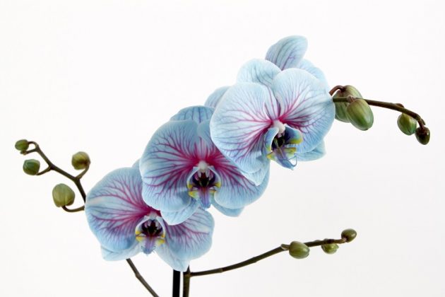 orchidee colorate
