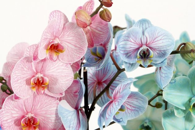 orchidee colorate