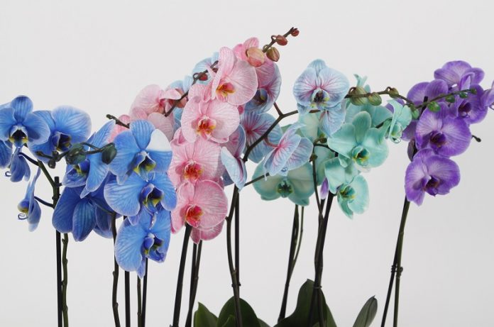 orchidee colorate