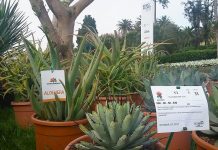 Florinfo sponsor tecnico di Euroflora