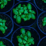 Terriccio biologico per piante aromatiche