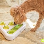 giochi interattivi per cani e gatti