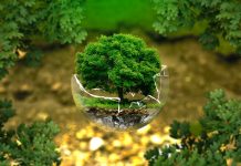gli alberi ci salveranno dal global warming