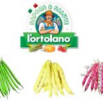 Sementi di fagioli e fagiolini di alta qualità Sementi di fagioli e fagiolini