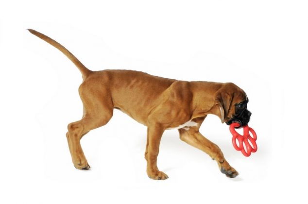 gioco per cani in materiale atossico