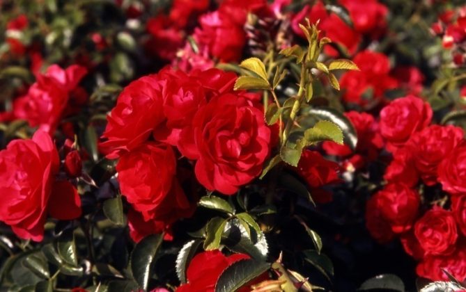 rose coprisuolo Flower Carpet