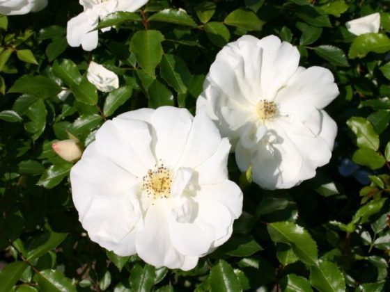 rose coprisuolo Flower Carpet