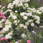 Rose coprisuolo Flower Carpet di Noack Rosen rose coprisuolo Flower Carpet