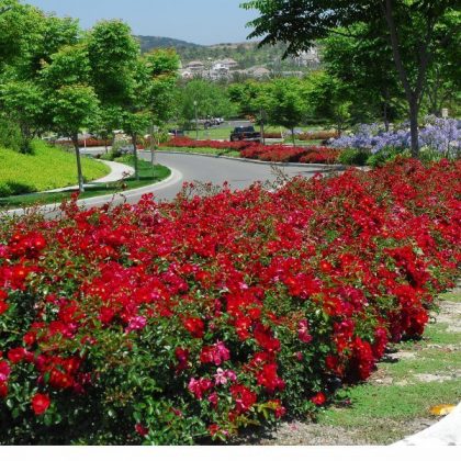 rose coprisuolo Flower Carpet