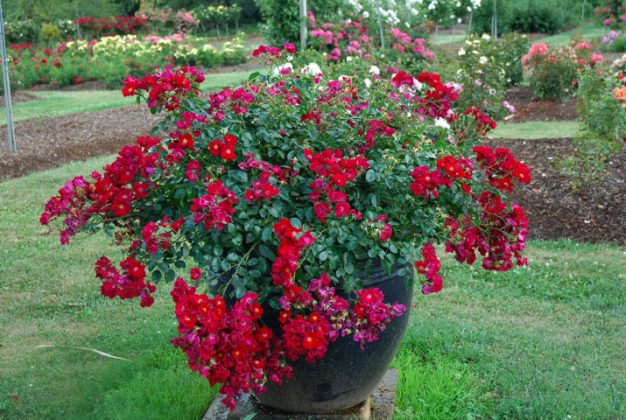 rose coprisuolo Flower Carpet