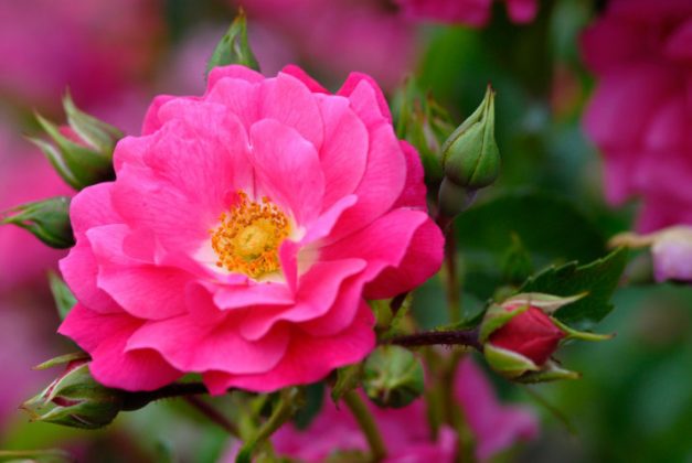 rose coprisuolo Flower Carpet