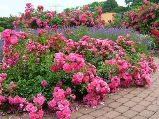 rose coprisuolo Flower Carpet