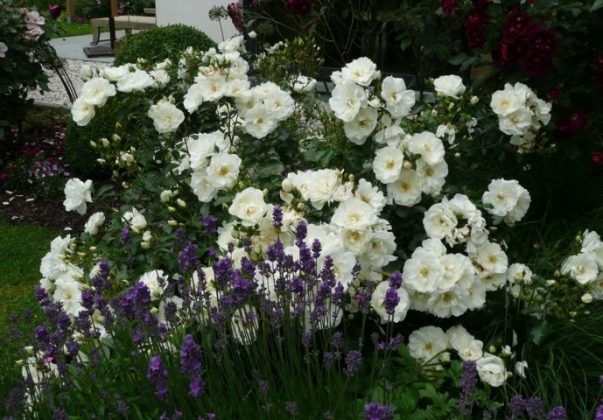 rose coprisuolo Flower Carpet