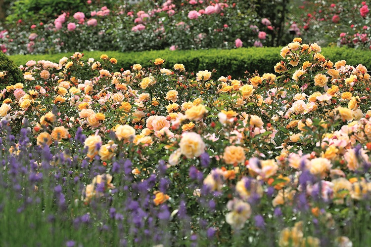 rose tappezzanti di Noack Rosen