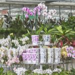 Display for Plant Table