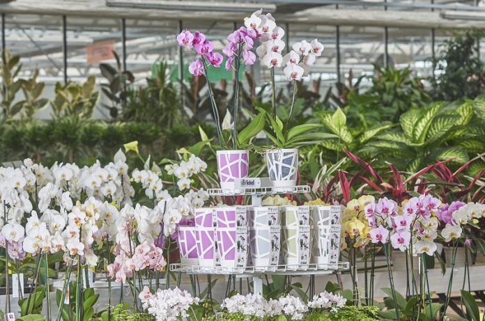 Display for Plant Table