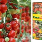 Terriccio Biologico per pomodori