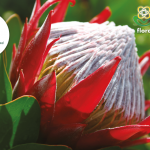 Protea Little Prince