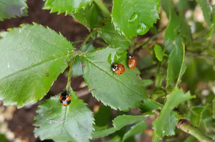 coccinelle contro gli afidi