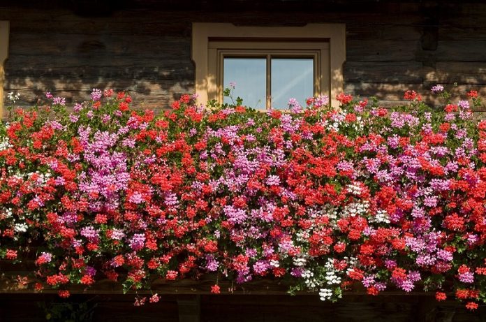 terriccio attivo per piante da balcone