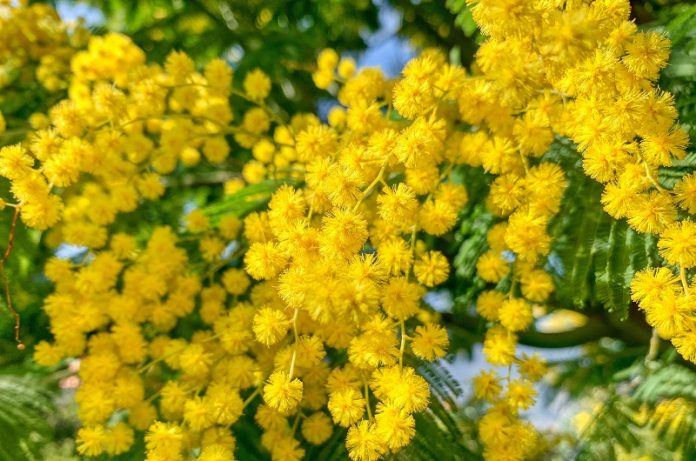 vendite di mimose