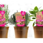 Piante aromatiche biologiche in vaso biodegradabile piante aromatiche biologiche