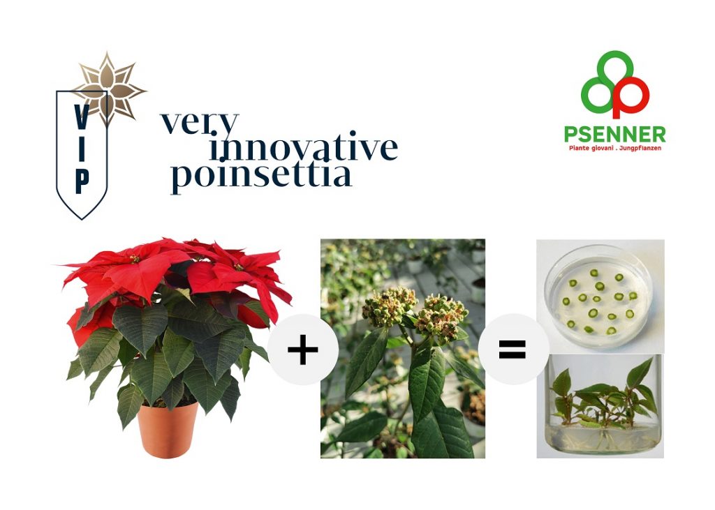 Poinsettia