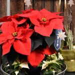 Poinsettia