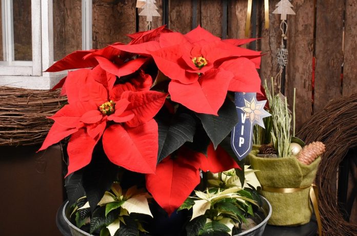 Poinsettia