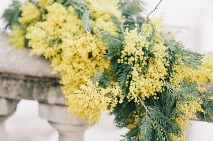 Mimose e 8 marzo