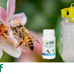trappola ecologica cattura vespe