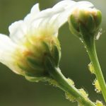 Piante protette grazie a Compo Bio Piretro Pronto Uso Bio Piretro