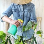 Ingiallimento delle foglie: soluzioni e cure alternative de Il Paese Verde Ingiallimento delle foglie