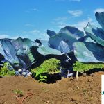 Humus di Lombrico de Il Paese Verde per piante sane e sostenibili humus di lombrico