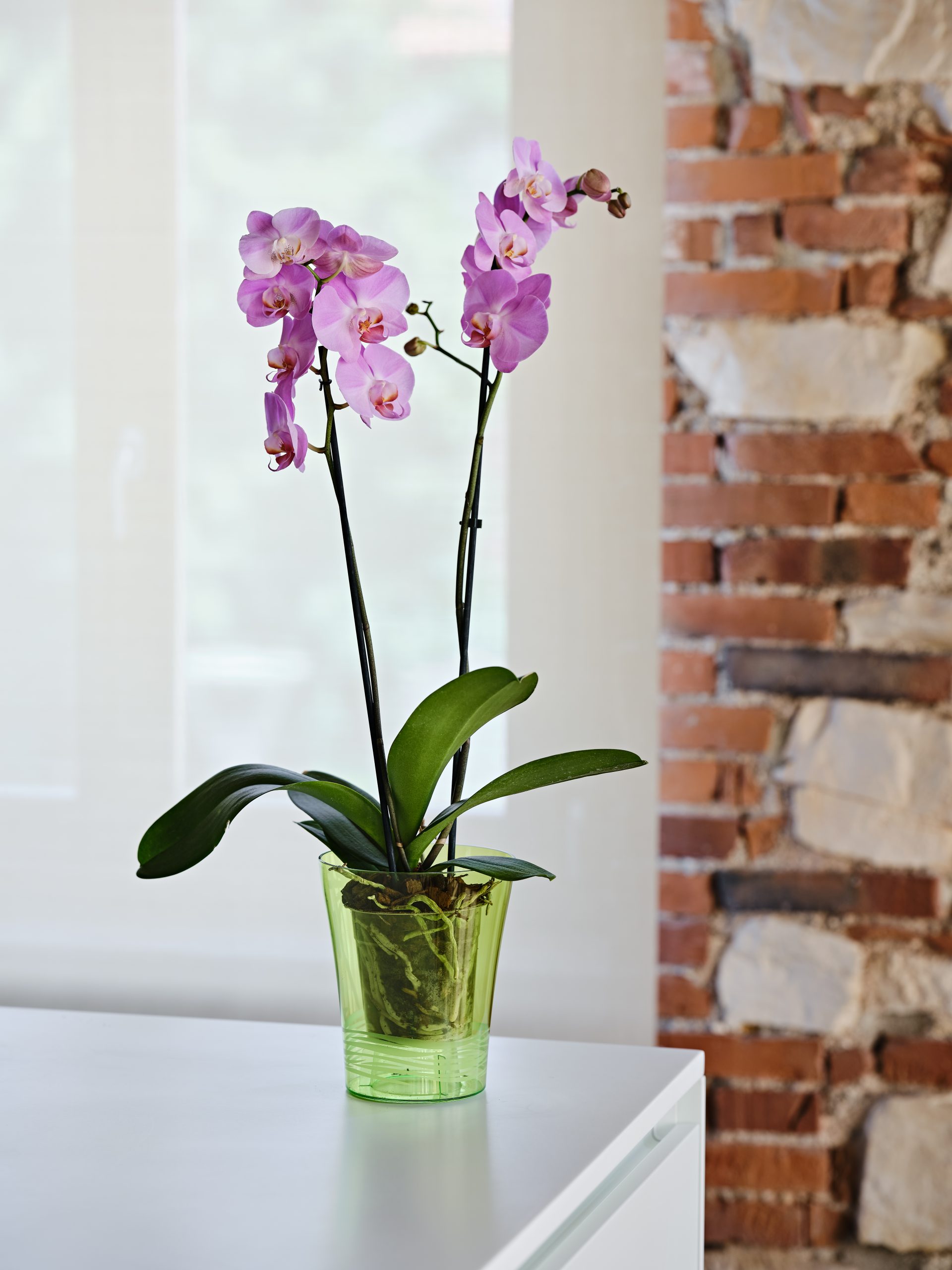Orchidea e Porto, i vasi con fondo rialzato di Teraplast
