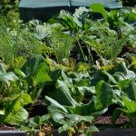 Terriccio Floragard per orto, utilizzabile in agricoltura biologica Terriccio Floragard per orto