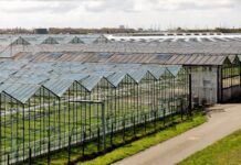 Aiuti per 25 milioni al florovivaismo